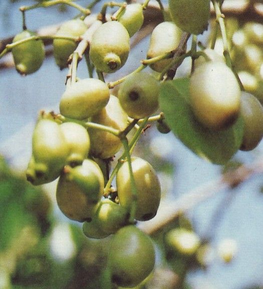 juwet-putih-tanaman-langka-yang-jarang-dilirik-orang