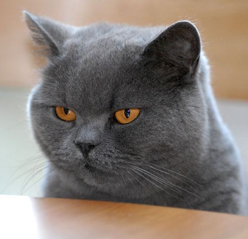 Demi Kucing Tersayang, Tak Masalah Keluar Rp 2 Juta di Pet Shop