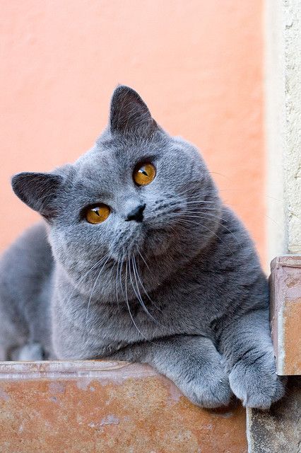 demi-kucing-tersayang-tak-masalah-keluar-rp-2-juta-di-pet-shop