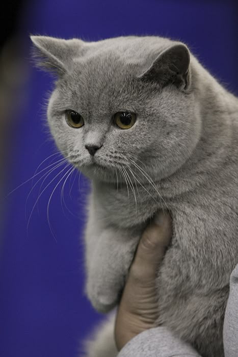 Demi Kucing Tersayang, Tak Masalah Keluar Rp 2 Juta di Pet Shop