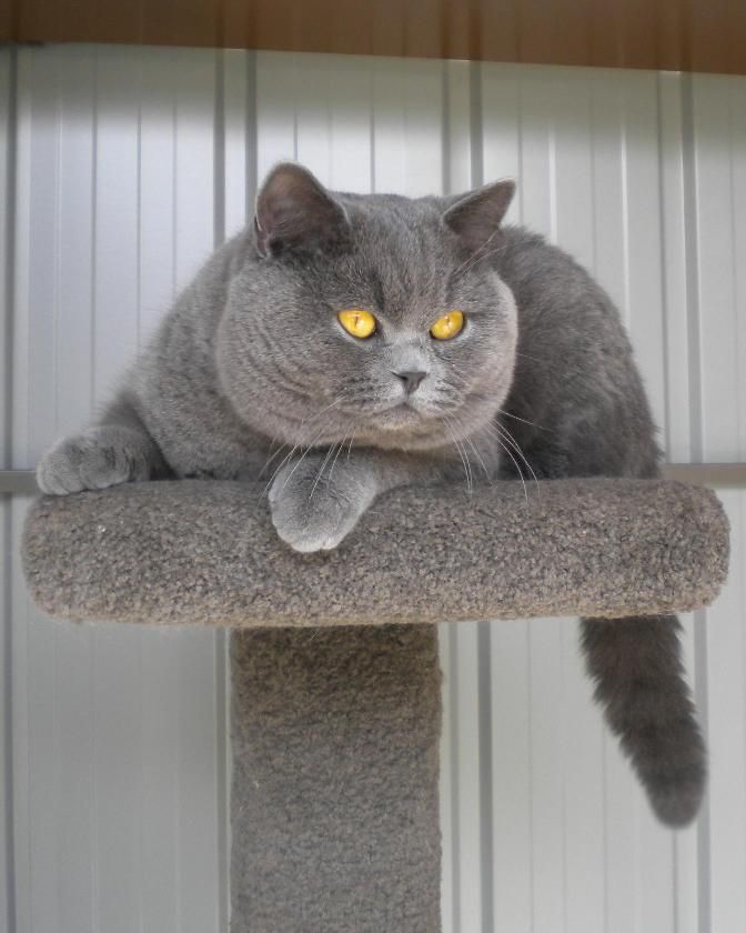 Ugam, Jadi Kucing Peaknose Termahal Seharga Rp 20 Juta