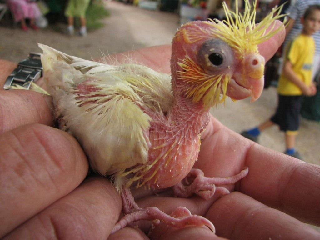 Geli dan lucu, berikut penampakan beberapa bayi burung Versus ketika mereka dewasa.