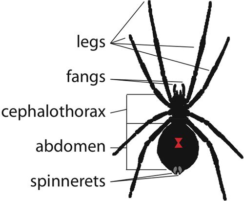 FORUM ARACHNIDA