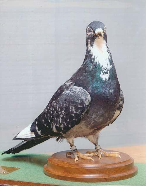 Binatang yang jadi inovasi perang? ini beberapa pelakunya.