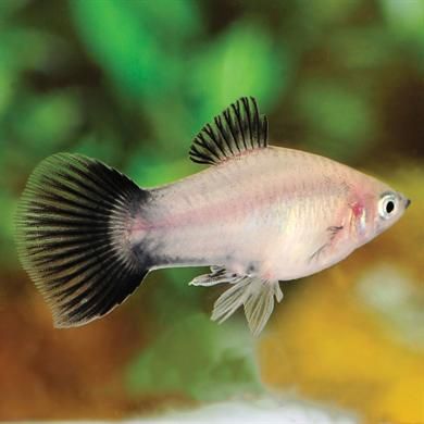 Molly , Guppy , Platty , SwordTail , dan sejenisnya ... Masuk ya gan ...