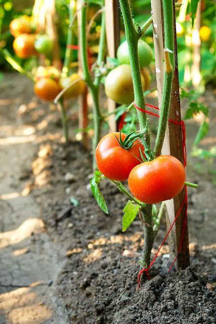 Intip, 7 Superfood yang Harganya Murah Meriah serta Mudah Didapat
