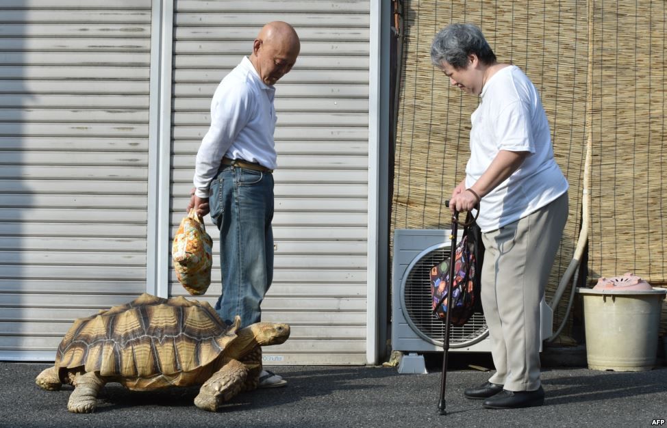 Bon-Chan, Kura-kura Afrika di Jepang yang Selalu Diajak Jalan-jalan Sore!