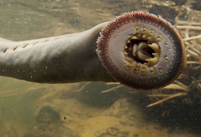 ikan-vampir-langka-muncul-di-sungai-mulutnya-penuh-gigi-tajam