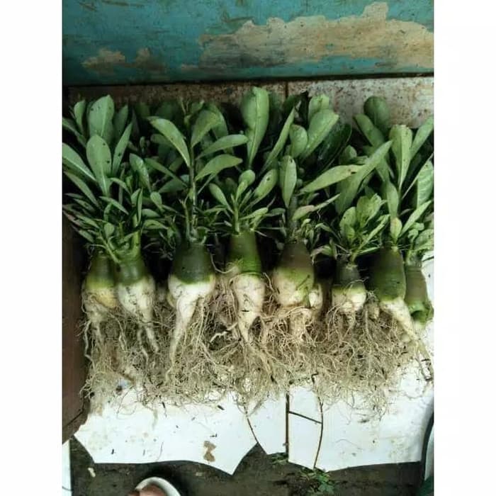 adenium golden crown WA.085814745501