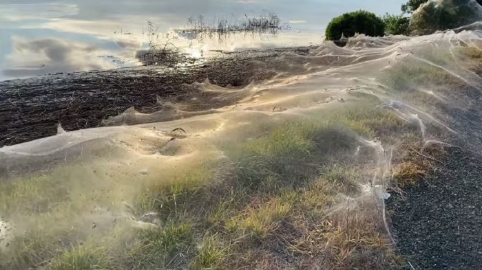 heboh-penampakan-jaring-jutaan-laba-laba-tutupi-desa-usai-hujan-deras