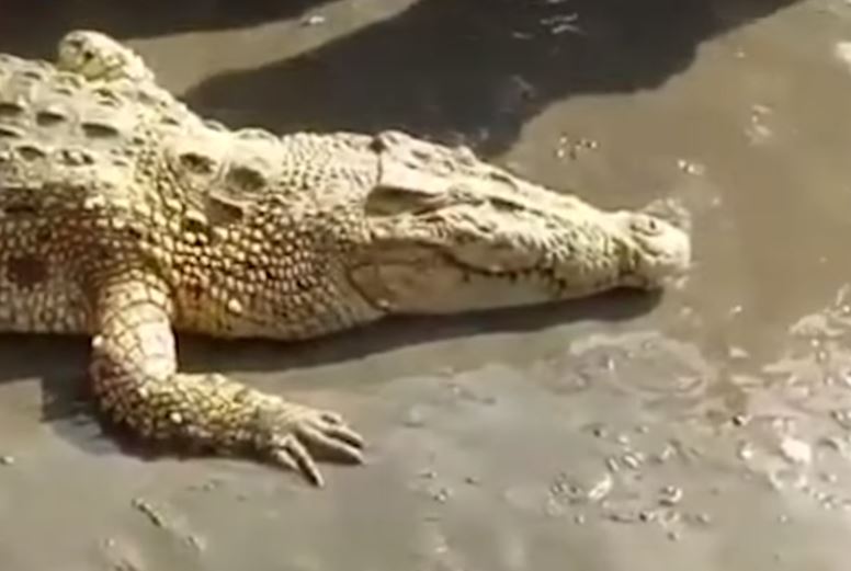 munculnya-buaya-kuning-di-pantai-lamundre-sulawesi-utara-hebohkan-warga