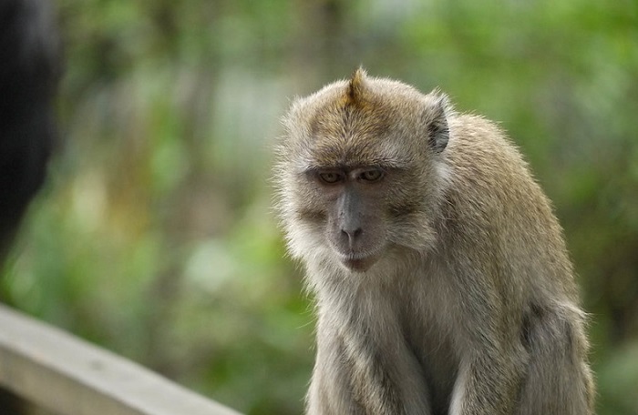terinfeksi-virus-langka-setelah-bedah-2-monyet-peneliti-di-china-tewas