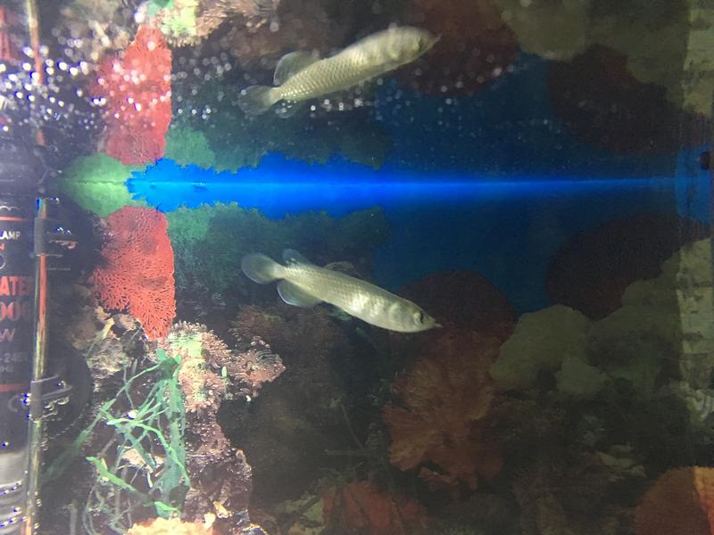 arowana--new-thread----part-1