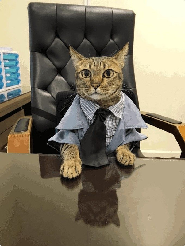 Introducing CATOSHICOIN – A Purr-fect Revolution in Crypto!