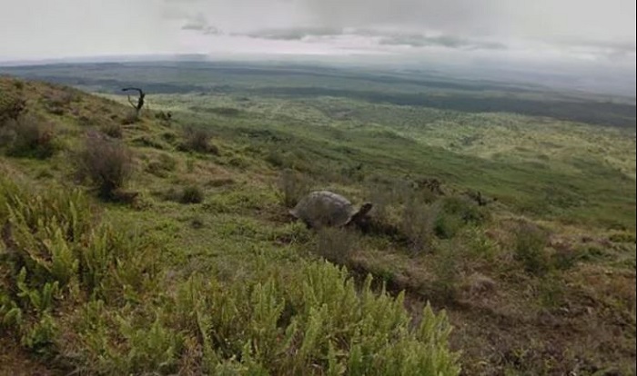 kura-kura-langka-terekam-kamera-google-maps-potretnya-viral-di-medsos