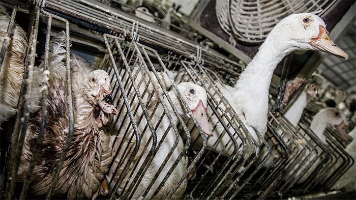 Proses Kejam di Balik Mahalnya Foie Gras, Disebut-sebut Makanan Termewah di Dunia