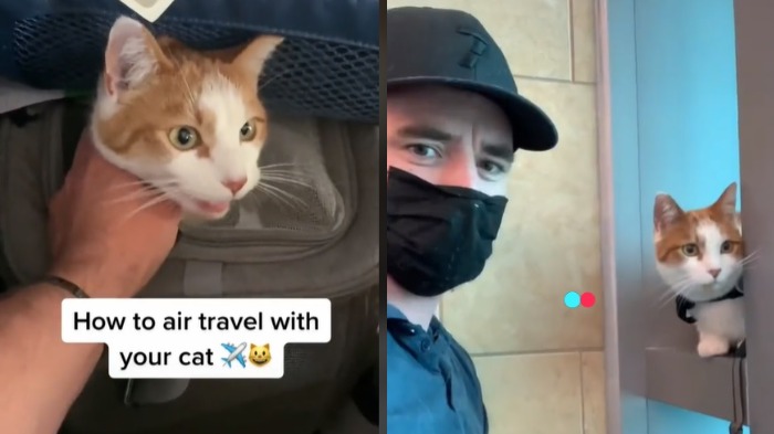 pria-ini-bagikan-tips-terbang-bersama-kucing-kesayangannya-videonya-viral-di-tiktok
