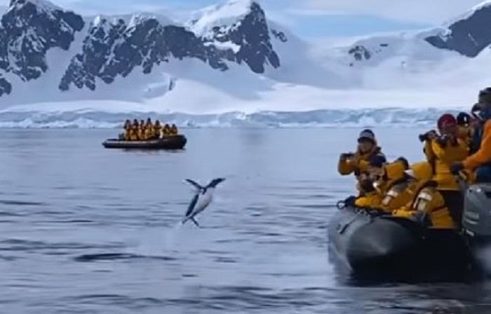 video-viral-penguin-melompat-ke-perahu-wisata-saat-melarikan-diri-dari-paus-orca