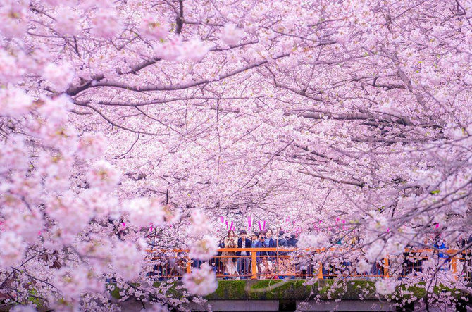 Keindahan Bunga Sakura Saat Mekar Jika Dilihat dari Drone