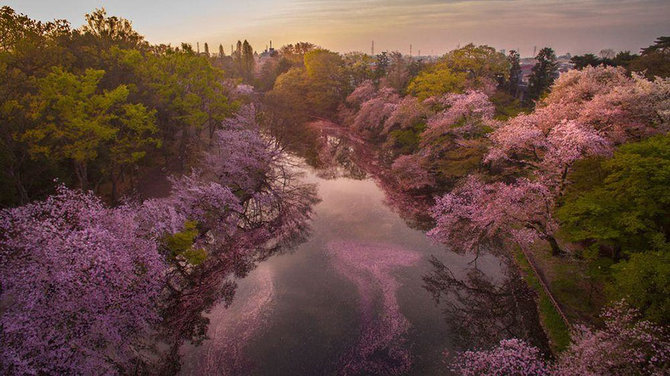Keindahan Bunga Sakura Saat Mekar Jika Dilihat dari Drone
