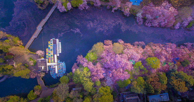 Keindahan Bunga Sakura Saat Mekar Jika Dilihat dari Drone