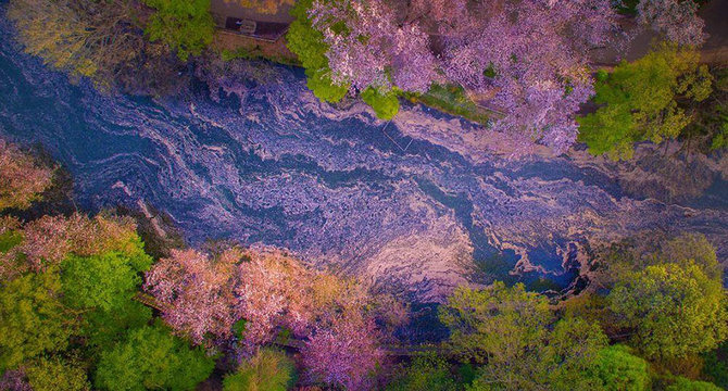 Keindahan Bunga Sakura Saat Mekar Jika Dilihat dari Drone