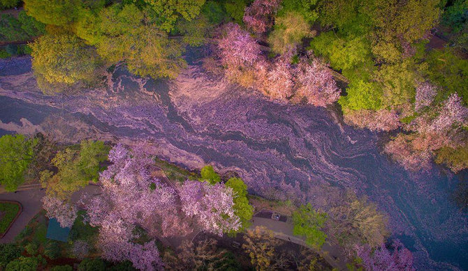 Keindahan Bunga Sakura Saat Mekar Jika Dilihat dari Drone