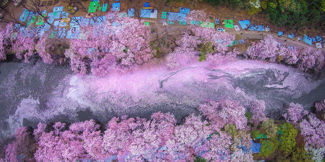 Keindahan Bunga Sakura Saat Mekar Jika Dilihat dari Drone