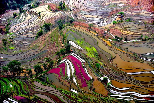 Foto persawahan yang menakjubkan