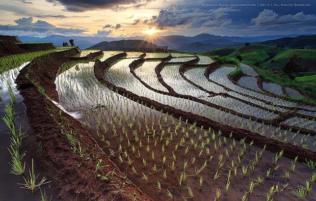 Foto persawahan yang menakjubkan