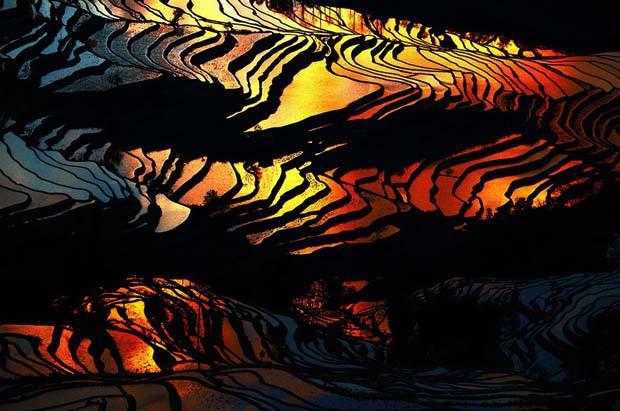Foto persawahan yang menakjubkan