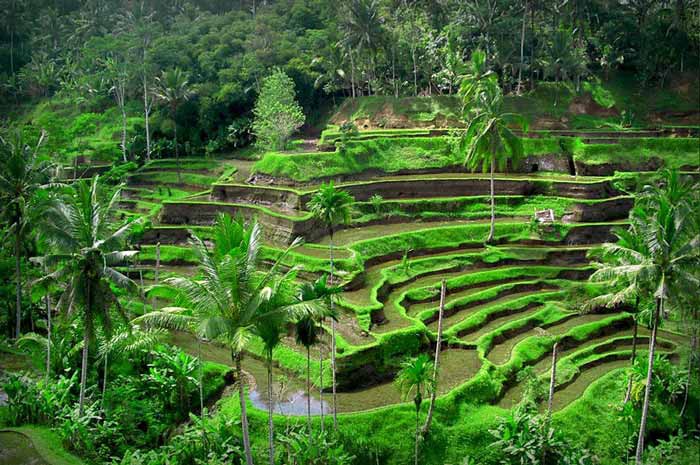 Foto persawahan yang menakjubkan
