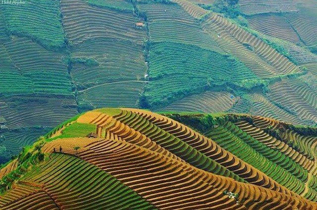Foto persawahan yang menakjubkan