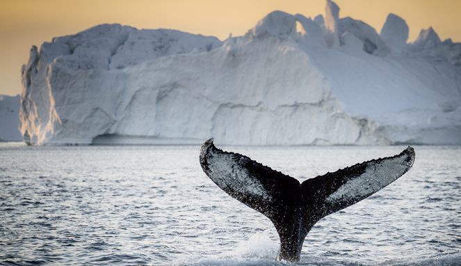 5 Fenomena Alam Unik di Greenland