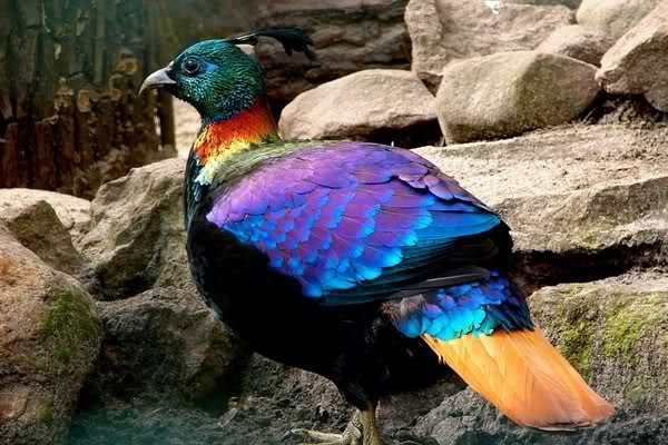 Burung dengan warna bulu yang indah