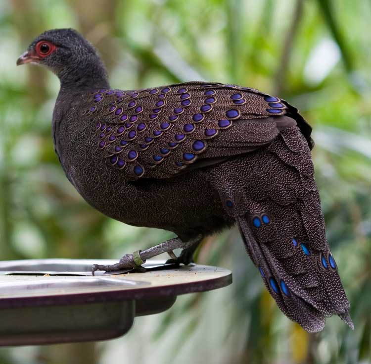 Burung dengan warna bulu yang indah