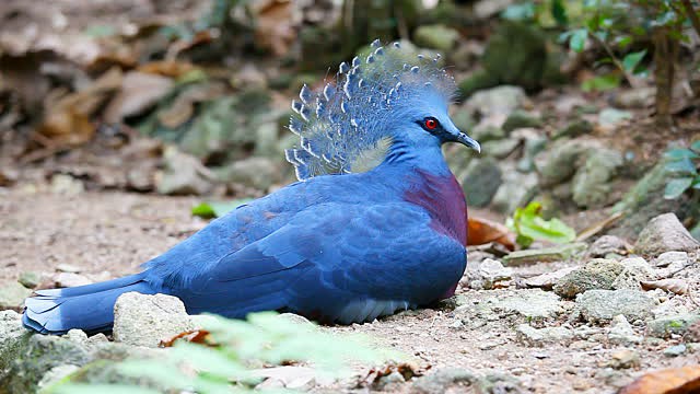 Burung dengan warna bulu yang indah