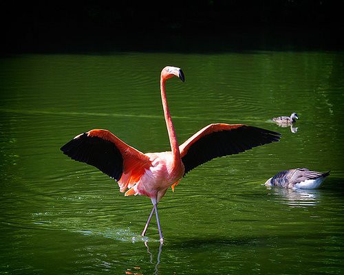 Burung dengan warna bulu yang indah