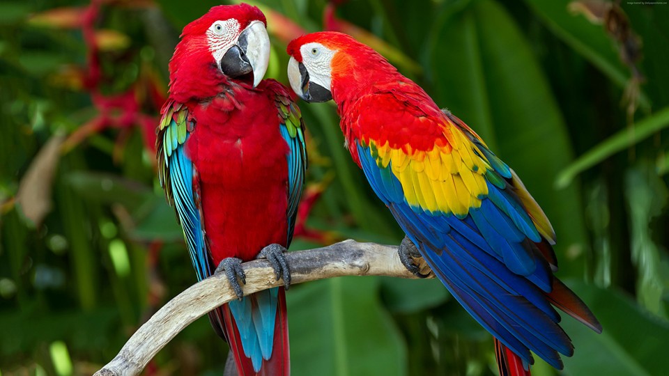 Burung dengan warna bulu yang indah