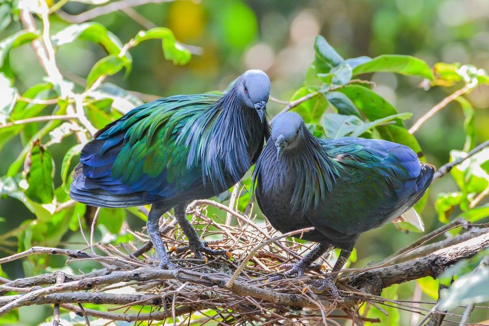 Burung dengan warna bulu yang indah