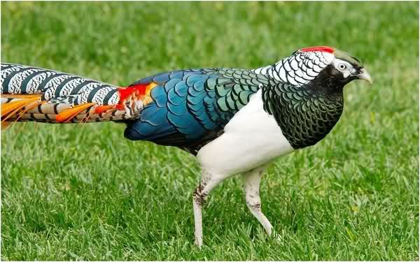 Burung dengan warna bulu yang indah