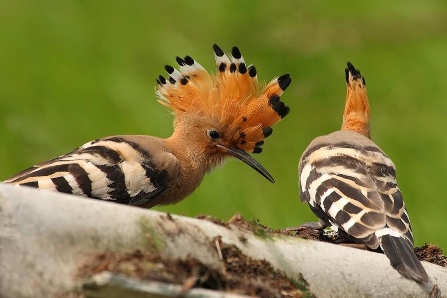 Burung dengan warna bulu yang indah