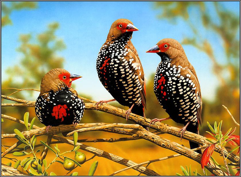 Burung dengan warna bulu yang indah
