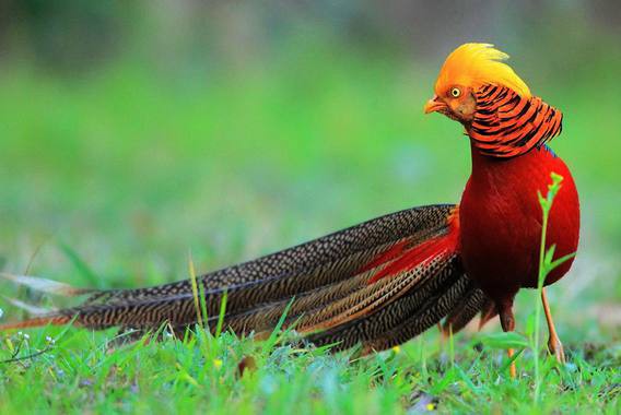 Burung dengan warna bulu yang indah