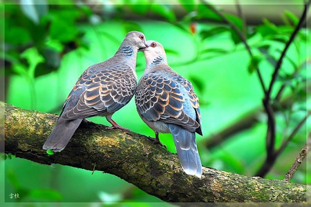 Burung dengan warna bulu yang indah