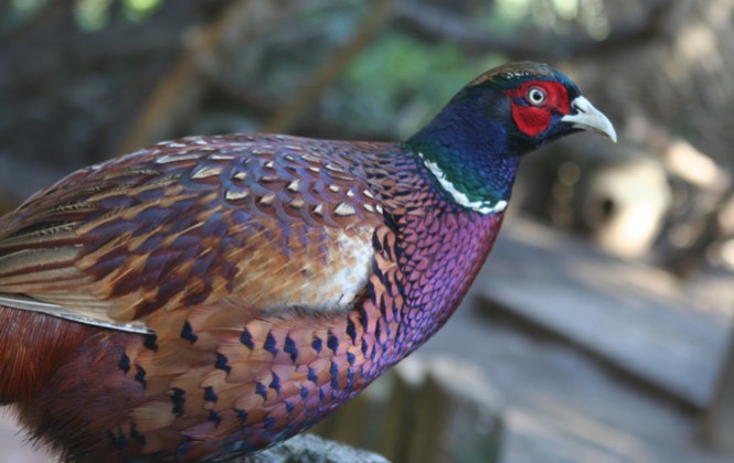 Burung dengan warna bulu yang indah