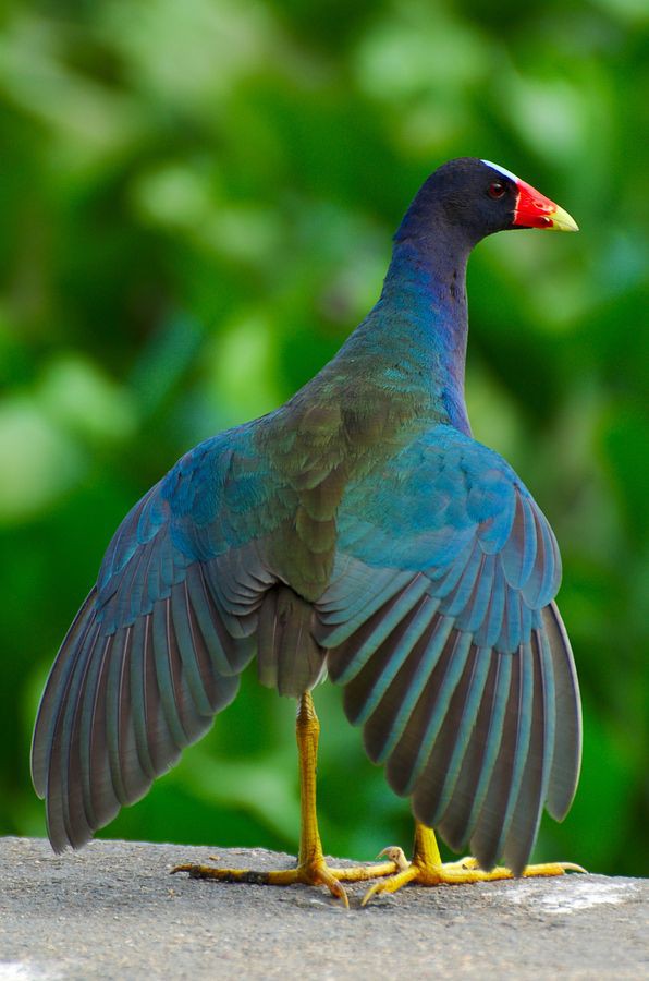 Burung dengan warna bulu yang indah