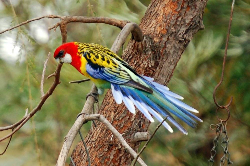 Burung dengan warna bulu yang indah
