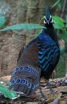 Burung dengan warna bulu yang indah
