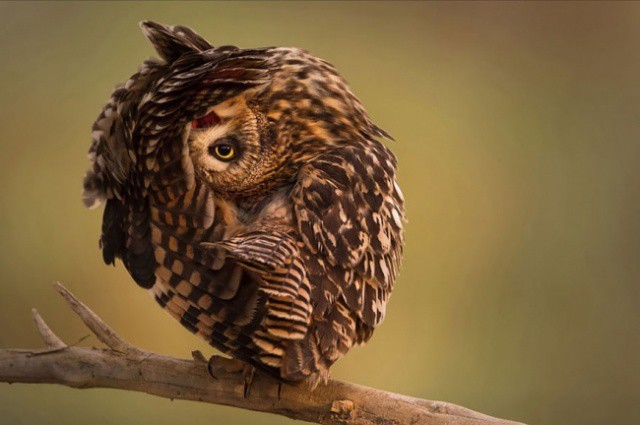 Foto burung hantu terbaik sepanjang masa
